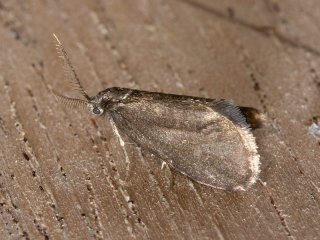 Common Sweep (Psyche casta)