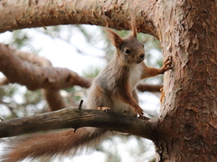 Eurasian Red Squirrel (Sciurus vulgaris)