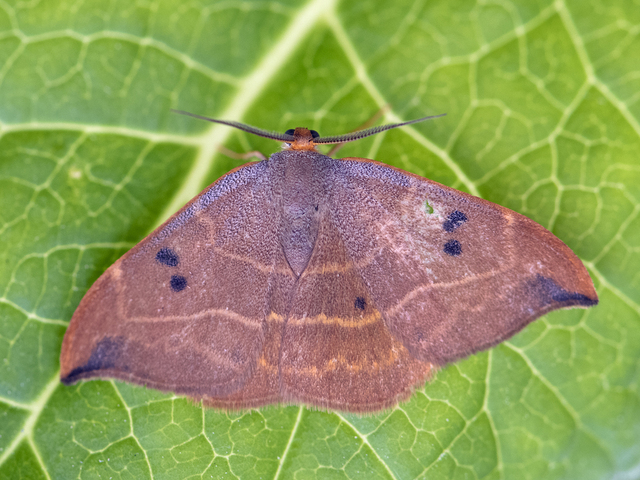 Oak Hook-tip (Watsonalla binaria)