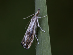 Catoptria verellus