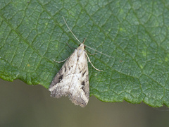 Pinion-streaked Snout (Schrankia costaestrigalis)