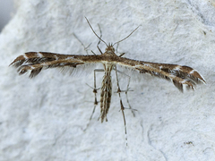 Gråbrun svevefjærmøll (Oxyptilus tristis)