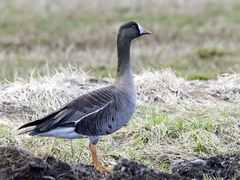 Lesser White-fronted Goose (Anser erythropus)