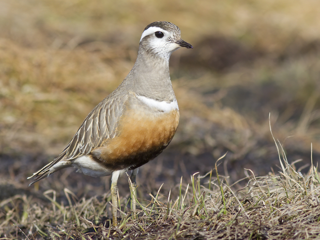 Boltit (Eudromias morinellus)