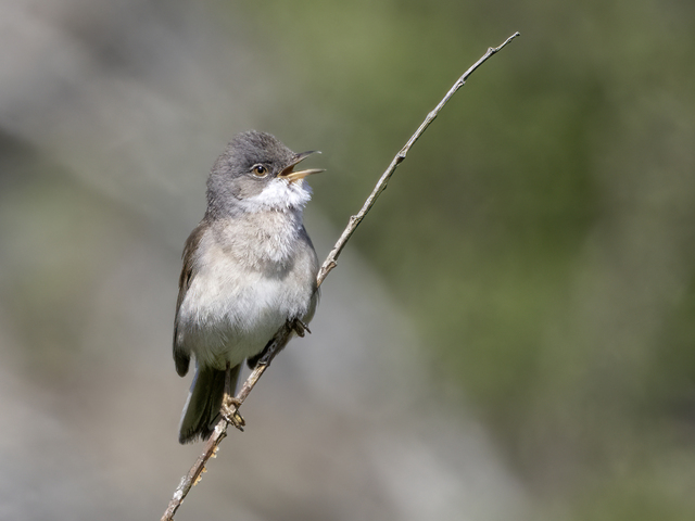 Common Whitethroat (Sylvia communis)