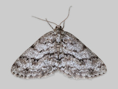 Small Engrailed (Ectropis crepuscularia)