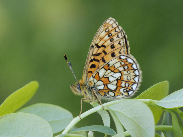 Bog Fritillary (Boloria eunomia)