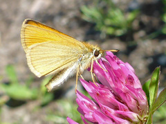 European (Essex) Skipper (Thymelicus lineola)