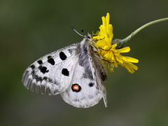 Apollo Butterfly (Parnassius apollo)