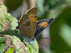 Brown Hairstreak (Thecla betulae)