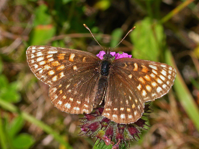 False-heath Fritillary (Melitaea diamina)