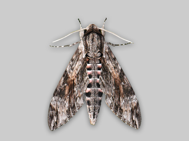 Convolvulus Hawk-moth (Agrius convolvuli)