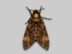 Death's-head Hawk-moth (Acherontia atropos)