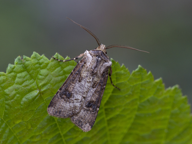 Heart and Club (Agrotis clavis)