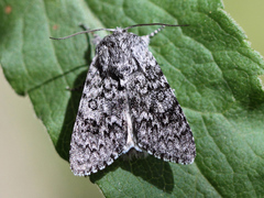 Sweet Gale Moth (Acronicta euphorbiae)