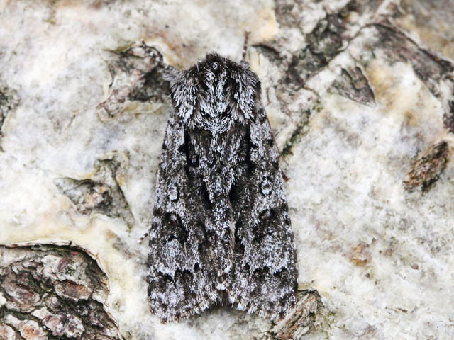 Scarce Dagger (Acronicta auricoma)