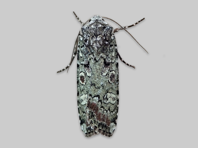 Portland Moth (Actebia praecox)