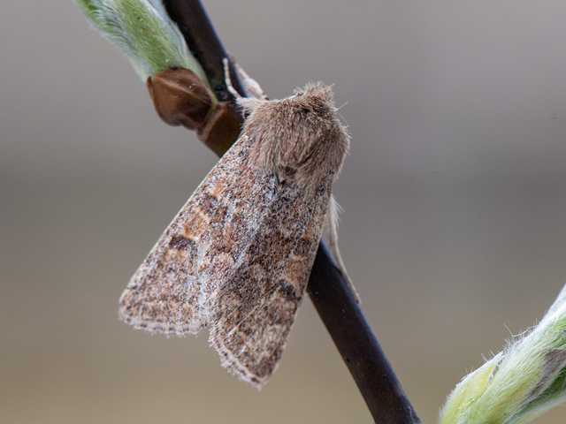 Blossom Underwing (Orthosia miniosa)