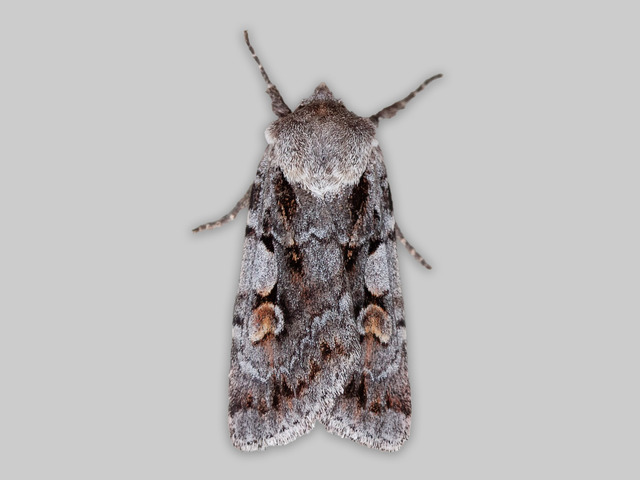 Northern Dart (Xestia alpicola)