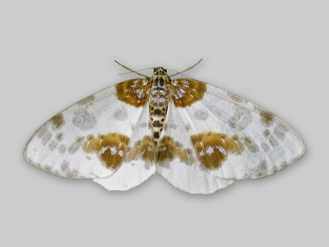 Clouded Magpie (Abraxas sylvata)