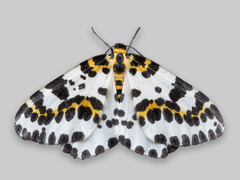 The Magpie (Abraxas grossulariata)