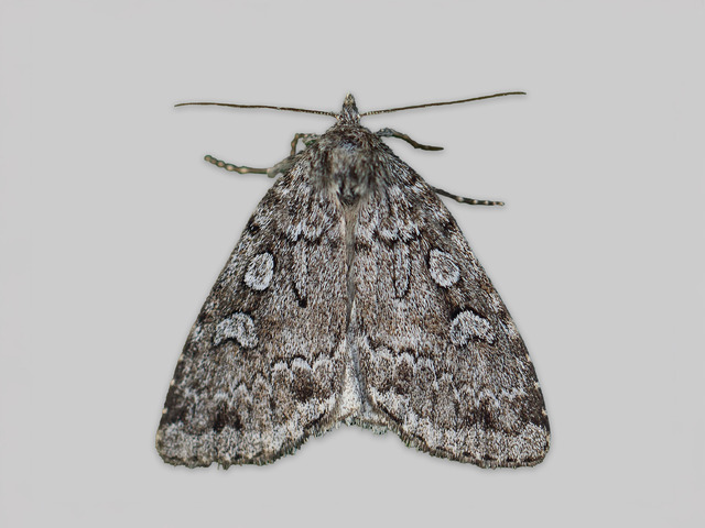 Spinkelt taigafly (Xestia laetabilis)