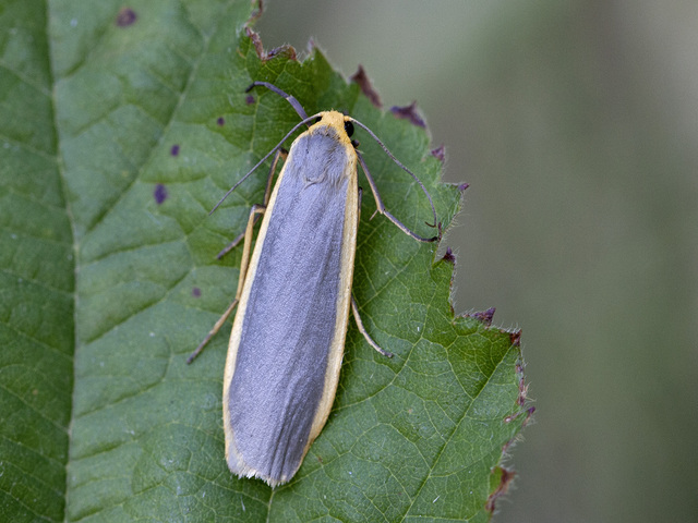 Common Footman (Eilema lurideola)