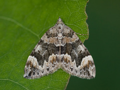 Common Marbled Carpet (Dysstroma truncata)