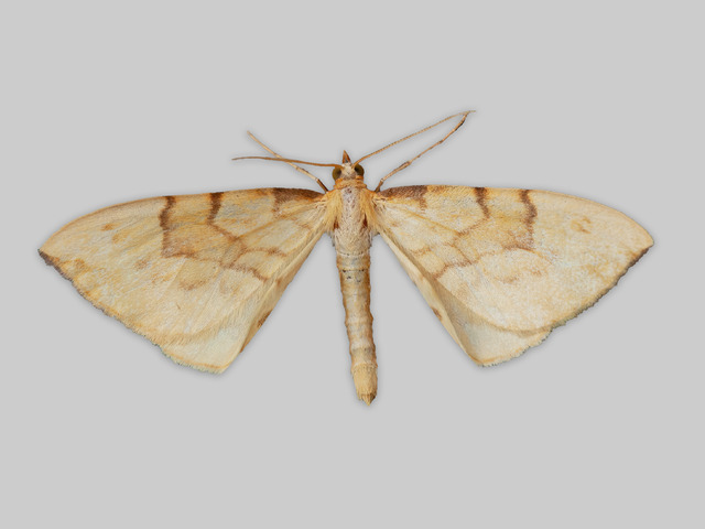 Barred Straw (Eulithis pyraliata)