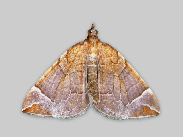 The Chevron (Eulithis testata)