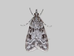 Common Grey (Scoparia ambigualis)