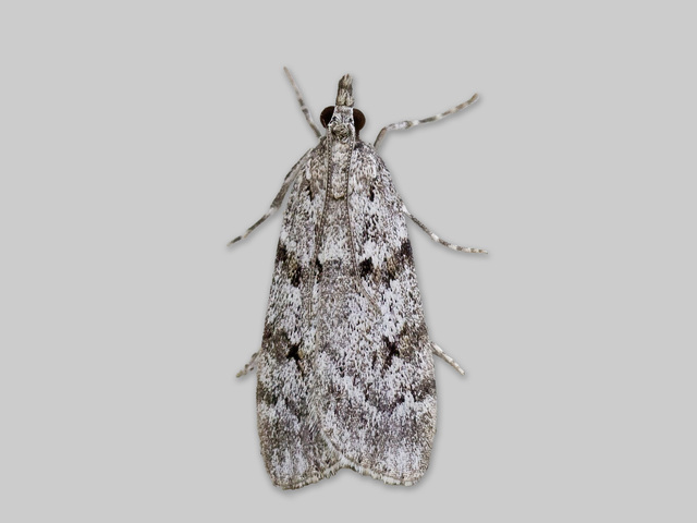 Large Grey (Scoparia subfusca)