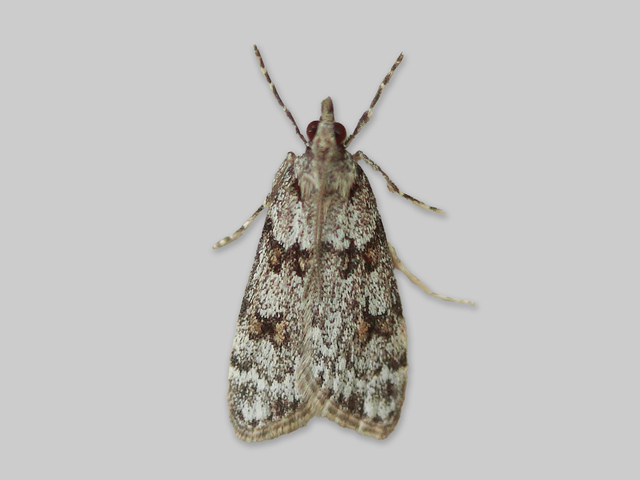 Northern Grey (Scoparia ancipitella)