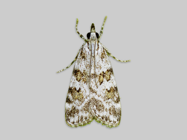 Meadow Grey (Scoparia pyralella)