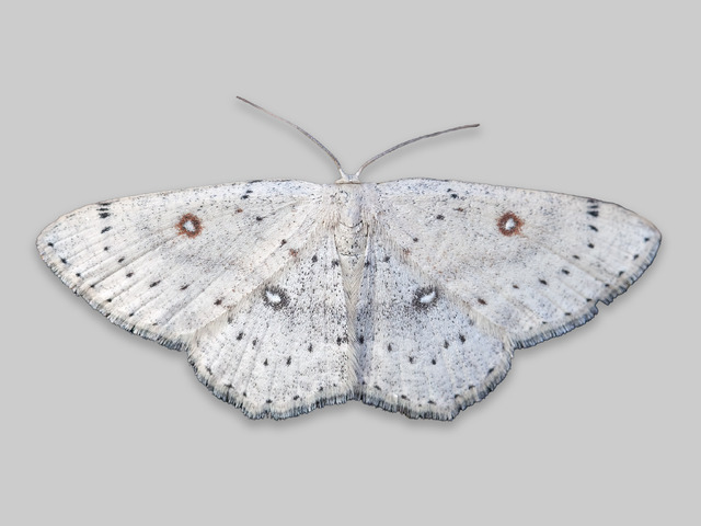 Birch Mocha (Cyclophora albipunctata)