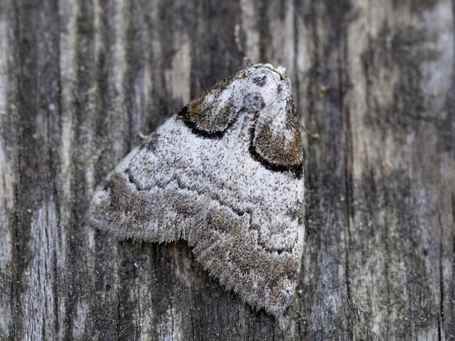 Short-cloaked Black Arches (Nola cucullatella)