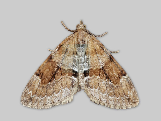 Grey Pine Carpet (Thera obeliscata)