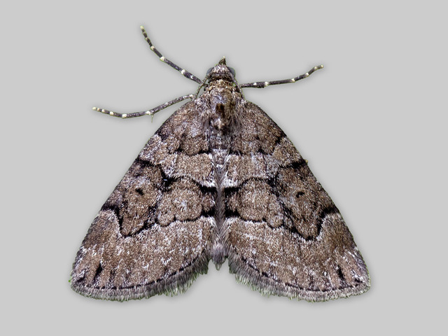 Chestnut-coloured Carpet (Thera cognata)