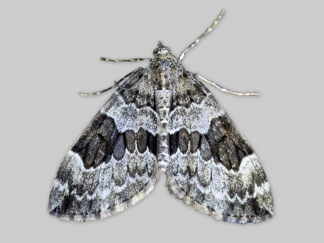 Spruce Carpet (Thera britannica)