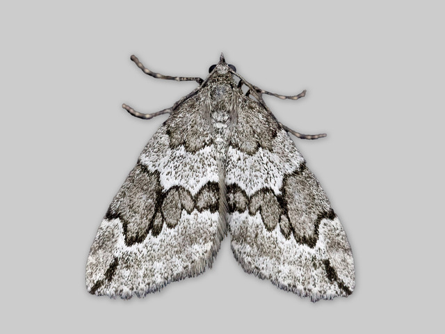 Juniper Carpet (Thera juniperata)