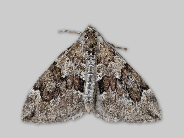 Spruce Carpet (Thera variata)