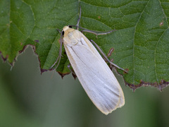 Buff Footman (Eilema depressa)