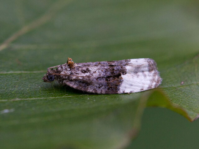 Birch Marble (Apotomis betuletana)