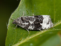 White-shouldered Marble (Apotomis turbidana)