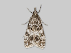 Little Grey (Eudonia lacustrata)