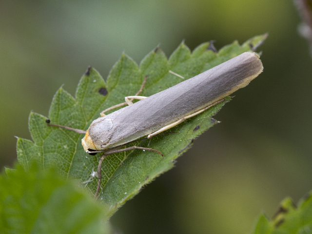 Scarce Footman (Eilema complana)