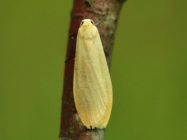 Orange Footman (Eilema sororcula)