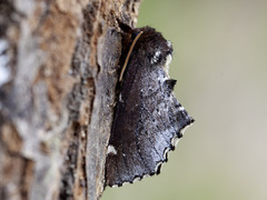 Scarce Prominent (Odontosia carmelita)