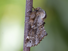 Båndet vårtannspinner (Odontosia sieversii)