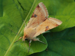 Bordered Straw (Heliothis peltigera)